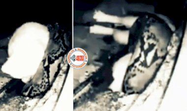 Azgar Ka Video : पहाड़ी शेर के मुंह को विशाल सांप ने जबड़े में भर लिया, शरीर से लिपटकर गड्ढे में लगा घसीटने और फिर....- देखें वीडियो...