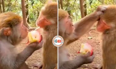 Bandar Ka Video: दोस्त को ललचा-ललचाकर सेब खा रहा था शरारती बंदर, तभी अगले पल जो हुआ उसे देख लोगों की नहीं रुक रही हंसी- देखें मजेदार वीडियो...