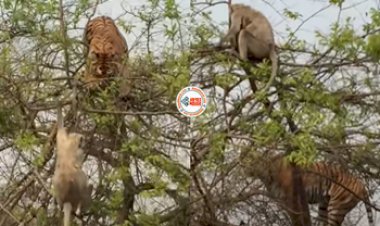 Bagh Aur Bandar Ka Video: लुकाछिपी के खेल में बंदर ने ऐसे दी बाघ को शिकस्त, ज़मीन पर यूं धड़ाम हो गिरा टाइगर आ गई नानी याद- देखें वीडियो...