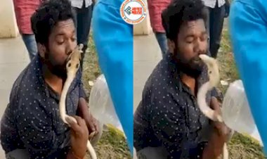 The man was playing pranks with a snake : सांप से दिल्लगी कर रहा था शख्स, Kiss करने की कोशिश की तो पड़ गए लेने के देने, बदले में सांप ने चूम लिया तो मच गई भगदड़- देखें वीडियो...