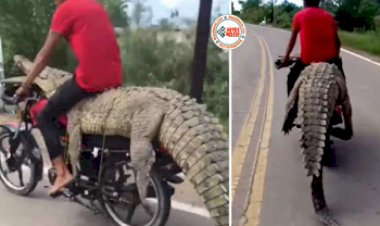 Magarmach Ka Video: मगरमच्छ को बाइक पर लेटाकर खुद ऊपर बैठ गया लड़का, फिर जो हुआ नज़ारा देख लोगों के उड़ गये होश- देखें वीडियो...