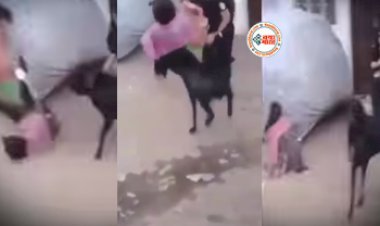 Girl Funny Video : बेवजह सड़क पर जा रही लड़की को  बकरे ने उठाकर पटका, टक्कर मारकर हवा में उछाल दिया, फिर जो हुआ देख हैरान रह जायेंगे आप- देखें वीडियो...