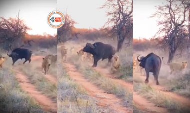 Lion's and Buffalo Fight : अकेले भैंस का शिकार करने पहुँच गई शेरों की फ़ौज, लेकिन तभी भैंस ने दिया ऐसा पलटवार जवाब... नज़ारा देख लोग भी रह गये दंग- देखें वीडियो...
