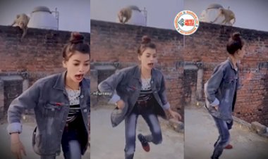 Girl's Very Funny Viral News : छत पर बैठे बन्दर को आँख दिखा रही थी लड़की, फिर बन्दर ने किया कुछ ऐसा, कि लड़की की हो गयी हालत खराब- देखें मजेदार वीडियो...