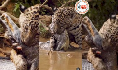 Jaguar and Crocodile : खूंखार जगुआर ने नदी में छलांग लगाकर खतरनाक मगरमच्छ को दबोचा, नज़ारा देख हिल गये लोग- देखें वीडियो...