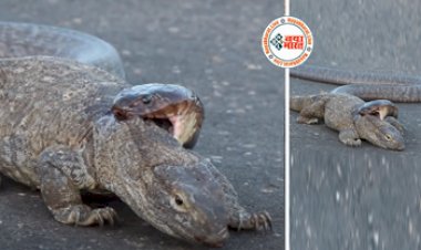 Wild Animal Video: सड़क के बीचो-बीच आमने-सामने आ गए कोमोडो ड्रैगन और किंग कोबरा, फिर जो हुआ देख आपके होश उड़ जायेंगे- देखें वीडियो...