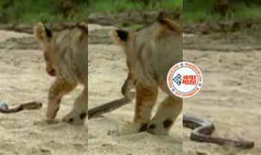 Sher Aur Sanp Ka Video: खतरनाक सांप के पास जा पहुंचा खूंखार शेर, तभी उस सांप ने उछलकर किया ऐसा अटैक, शेर के भी छुट गये पसीने- देखें वीडियो...