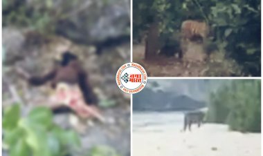 CG- युवक को बाघ ने मार डाला: नदी में मछली मार रहे ग्रामीण का बाघ ने किया शिकार... जंगल में मिला शव... बाघ के आतंक से लोगों में दहशत.....