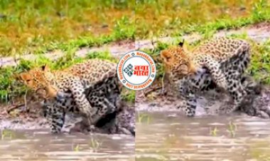 Ferocious Panther : अपनी ही पंच को दुश्मन समझ खींचने लगा तेंदुआ, आखिर में जो हुआ उसे देख नहीं रोक पाओगे अपनी हंसी- देखें वीडियो...