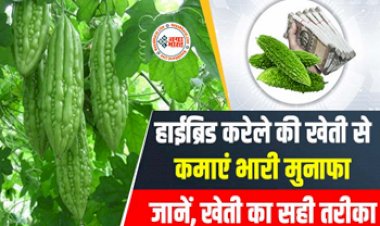 Bitter Gourd Farming : आप भी करना चाहते है लाखों की कमाई, तो शुरू करें यह सब्जी की खेती, मिलेगा जबरदस्त मुनाफा, यहाँ जाने खेती करने का सही तरीका...