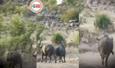 Wild Animal Video: हाथी को बचाने शेरों से भीड़ गया भैंसा, फिर जो हुआ नज़ारा देख अपनी ही आखों पर नहीं होगा भरोसा- देखें वीडियो...
