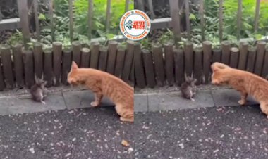Rat-Cat Viral News : बिल्ली ने जड़ दिया चूहे को झापड़, फिर चूहे ने किया ऐसा पलटवार बिल्ली के भी छुट गये पसीने- देखें वीडियो...