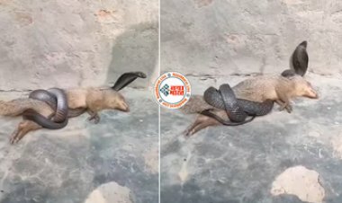 Snake Mongoose Fight Video: नेवला एक चालाक किंग कोबरा को आसान शिकार समझने की कर बैठा गलती, फिर सांप ने उसे ऐसा फंसाया कि फिर जिंदा नहीं बच पाया बेचारा- देखे विडियो...
