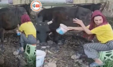 Girl's Very Funny Viral News : अंग्रेज लड़की निकाल रही थी गाय का दूध, तभी गाय ने की ऐसी हरकत, लड़की की हो गई हालत खराब- देखें मजेदार वीडियो...