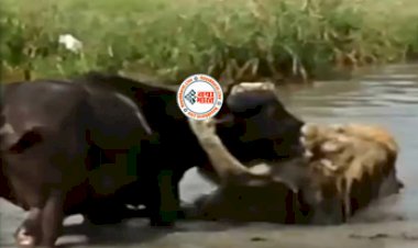 Lion and Buffalo Fight : तालाब में पानी पीने गये भैंसे को खूंखार शेर ने दबोचा, तभी भैंसे ने किया कुछ ऐसा नज़ारा देख लोग भी रह गये दंग- देखें वीडियो...