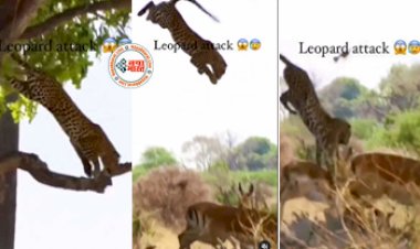 Tendue Ka Video: पेड़ के नीचे खड़े हुए थे हिरण, तभी तेजतर्रार तेंदुए ने पेड़ से छलांग लगाकर गर्दन को ऐसे दबोचा, देखने वाले के भी कांप गई रूह- देखें वीडियो...
