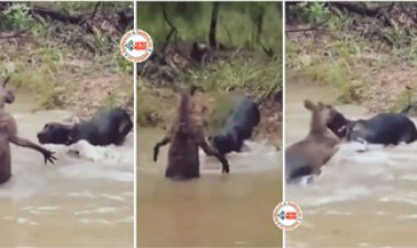 Kangaroo Ka Video: इस कंगारू ने तो हद ही पार करदी पार, कुत्ते को मारे इतने थप्पड़ कि बोलती हो गई बंद, वीडियो देख दंग रह जायेंगे आप....