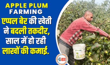 Apple Plum Farming : एप्‍पल बेर की खेती से बदल गई किसान की किस्मत! कर रहा है लाखों की कमाई...