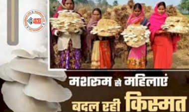 Mushroom Farming : मशरूम की खेती से बदल रही महिलाओं की किस्मत! घर बैठे आत्मनिर्भर बन कर रहे है हजारो रूपए की कमाई, जाने कैसे...