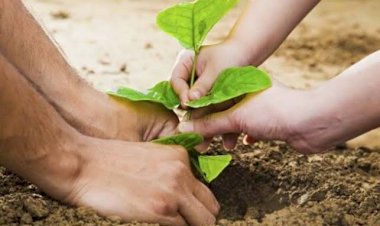 मुख्यमंत्री वृक्ष सम्पदा योजना: पेड़ लगाइये और पैसा कमाइये... प्रति एकड़ 15 से 50 हजार रूपए तक की आय... 16 हजार लोगों ने कराया रजिस्ट्रेशन... वन विभाग की तैयारियां जोरो पर....