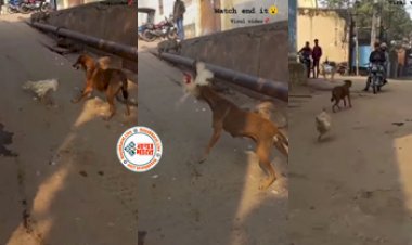 Dog-Cock Fight : खतरनाक कुत्ते से भीड़ गया मुर्गा, फिर हुआ कुछ ऐसा जिसे देख अपनी ही आँखों पर नहीं होगा भरोसा- देखें वीडियो...