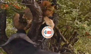 Lion and Buffalo Fight : जंगली भैंसों ने जंगल के राजा की कर दी ऐसी हालत, पेड़ पर बैठने को मजबूर हो गया शेर- देखें वीडियो...