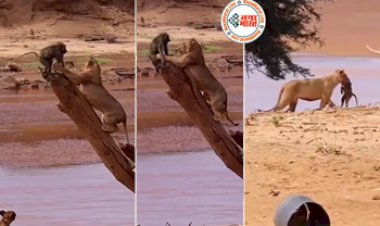 Bandar Aur Sherni Ka Video: खतरनाक शेरों के झुंड ने शरारती बन्दर को घेरा, फिर जो हुआ उसे देख रुंह कांप जाएगी- देखें वीडियो...