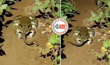 Frog and Cobra fight : जंगली मेंढक को आसान शिकार समझने की भूल कर बैठा कोबरा, तभी हुआ कुछ ऐसा जिसे देख सन्न रह जायेंगे आप- देखें वीडियो...