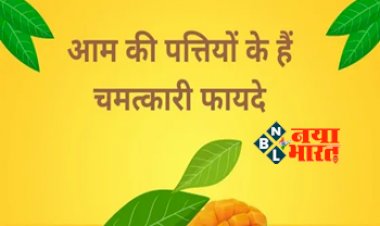 Mango Leaves Benefits : आम की पत्तियों के है चौकाने वाले फायदें! किडनी स्टोन के साथ डायबिटीज में भी है असरदार, यहाँ देखें इसके फायदे...
