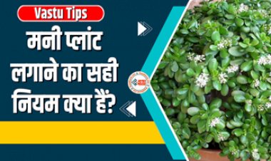Vastu Tips : पैसों को चुंबक की तरह आकर्षित करता है ये प्लांट, जानें इसे लगाने का सही नियम व इससे जुड़ी महत्वपूर्ण बातें...