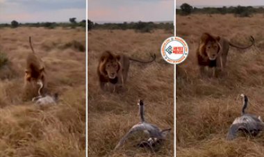 Sher Ka Video : जंगल के राजा के परिंदे ने छुड़ाया पसीना, किया कुछ ऐसा...शेर की भी हालत हुई खराब- देखें वीडियो...