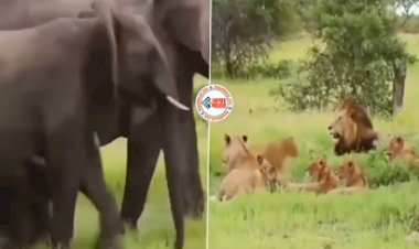 Hathi Ka Video: हाथियों का झुंड पहुँचा आराम फरमाते शेरो के बीच, झुंड देख शेरों के उड़े होश, अगले ही पल जो हुआ - देखें पूरा वीडियो...