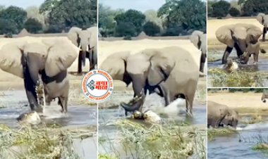 Elephant and Crocodile Fight Video: सूंड पकड़ते ही मगरमच्छ पर बिफड गया हाथी, लपेटकर पैरों से किया ऐसा हाल की भूलेगा नहीं बेचारा - देखें वीडियो....
