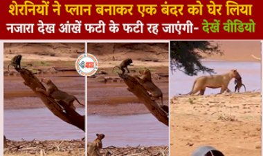 Bandar Aur Sherni Ka Video: शेरनियों ने प्लान बनाकर एक बंदर को घेर लिया फिर जो नजारा दिखा वह देख आपकी आंखें  रह जाएंगी फटी के फटी - देखिए ये वीडियो...