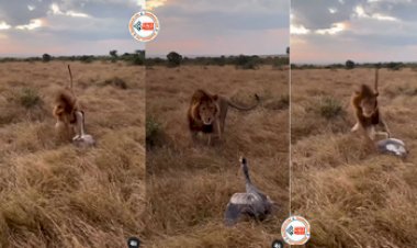Sher Ka Video: शिकार करने का सोच परिंदे के सामने जाकर शेर खुद फंसा जाल में, फिर जो हुआ सोच भी नहीं सकते आप- देखें वीडियो...