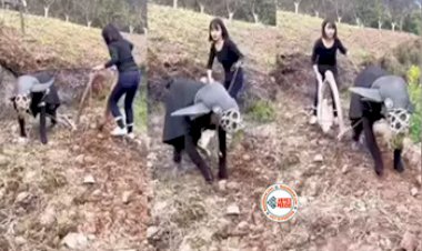 Funny Viral Video: शख्स को बैल बना खेत जोतवा रही महिला, वीडियो देख हंसते-हंसते हो जाएंगे लोटपोट...