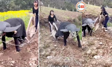 Premi Premika Ka Video: प्रेमिका ने प्रेमी को बैल बनाकर जोत दी पूरा खेत,  वीडियो देख चाहकर भी हंसी नहीं रोक पाएंगे आप...