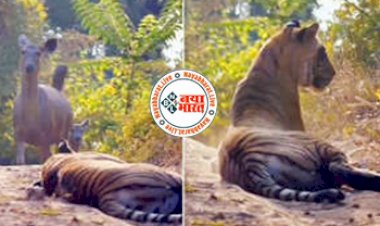 Wild Animal viral news: खतरनाक बाघ के पास खड़े होकर कर रही थी कुछ ऐसी हरकत, तभी हुआ कुछ ऐसा जिसे देखते रह जायेंगे आप- देखें वीडियो...