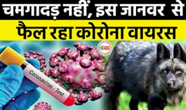 Corona Virus: कोरोना वायरस को लेकर WHO ने किया बड़ा खुलासा, चमगादड़ नही बल्कि इस जानवर से फैला था कोरोना वायरस!