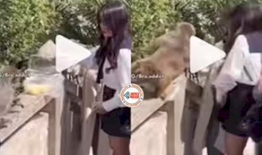 Monkey's Viral-News : शरारती बंदरो को खाना खिलाने पहुँच गई लड़की, फिर बन्दर ने जो किया, नज़ारा देखते रह जायेंगे आप- देखें वीडियो...