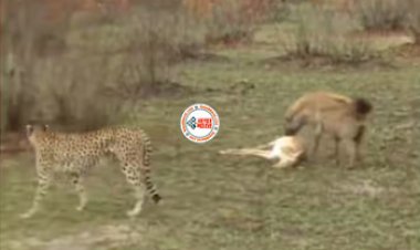 Wild Animal Video: चीते और लकड़बग्गा को बना दिया मामू, हिरण ने किया मरने का ड्रामा, फिर जो हुआ...- देखें वीडियो...