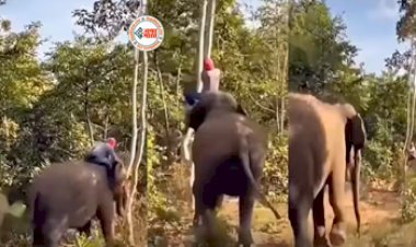 Elephant Viral news : शख्स के पीछे पड़ गया जंगली हाथी, बचने के लिए चढ़ा पेड़ पर लेकिन वहां भी हाथी ने नहीं छोड़ा पीछा, आगे का नज़ारा देखने लायक- देखें वीडियो...