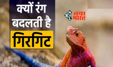 why chameleon changes color : इंसान रंग बदले ना बदले क्यों रंग बदलता है गिरगिट, वैज्ञानिकों ने खोला इसका रहस्य, वजह जान उड़ जायेंगे आपके होश...