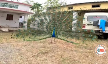 Peacock Showed Amazing Dance : बीच मैदान में मोर ने अपने पंखो को फैलाकर किया इतना अद्भुत नृत्य, कभी नहीं देखा होगा ऐसा दृश्य- देखें वीडियो...