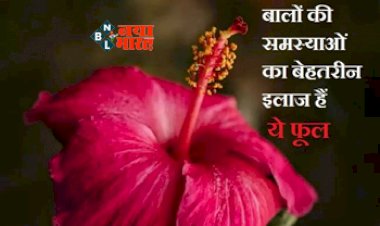 Hibiscus Flower For Hair : बालों के लिए वरदान है यह फूल, बालों की समस्याओं से मिलेगा छुटकारा, जाने हेयर केयर में शामिल करने का तरीका, कुछ ही दिनों में दिखेगा फर्क...