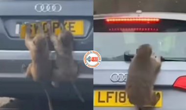 Monkey's Viral-News : बंदरों ने एक बार फिर मचाया उत्पाद, गाड़ी का पहले उखाड़ा नंबर-प्लेट, फिर तोडा वाइपर- देखें वीडियो...
