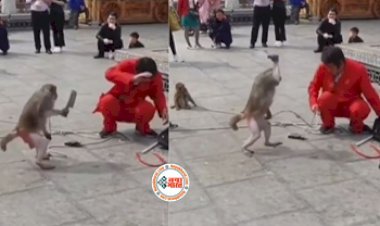 Monkey's Viral-News: भरे पब्लिक में बंदरों को लेकर खेल दिखाने लगा मदारी, मगर बंदरो ने खेल का बना दिया मजाक- देखें मजेदार वीडियो...