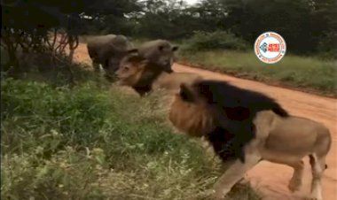 Lion and Marigold : खूंखार शेरों के सामने आ पहुंचे दो गैंडे, उनको देख शेरो ने जो किया, नजारा देख अपनी ही आँखों पर नहीं होगा भरोसा- देखें वीडियो...