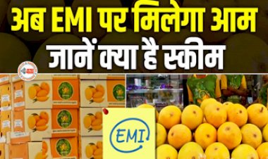 Alphonso Mangoes : धांसू ऑफर! अब घर बैठे क्रेडिट कार्ड से EMI पर खरीदें अल्फांसो आम, भुगतान प्रक्रिया भी काफी आसान, जाने नई स्कीम...