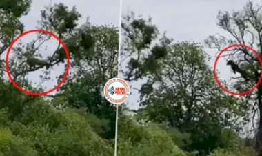 Bandar Ka Video: तेंदुए ने पेड़ पर चढ़कर बंदर को बनाया अपना शिकार- देखें वीडियो....